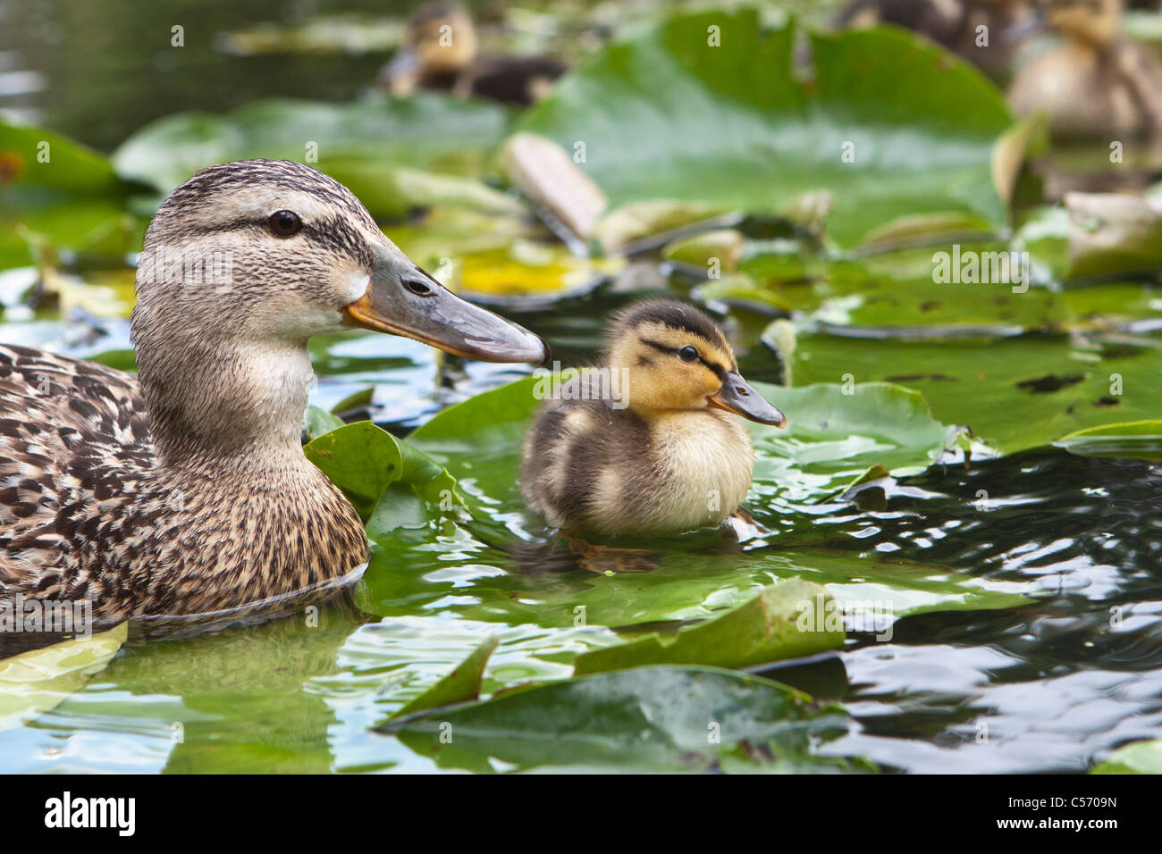 Enten Der Welt Stockfotos und bilder Kaufen Alamy