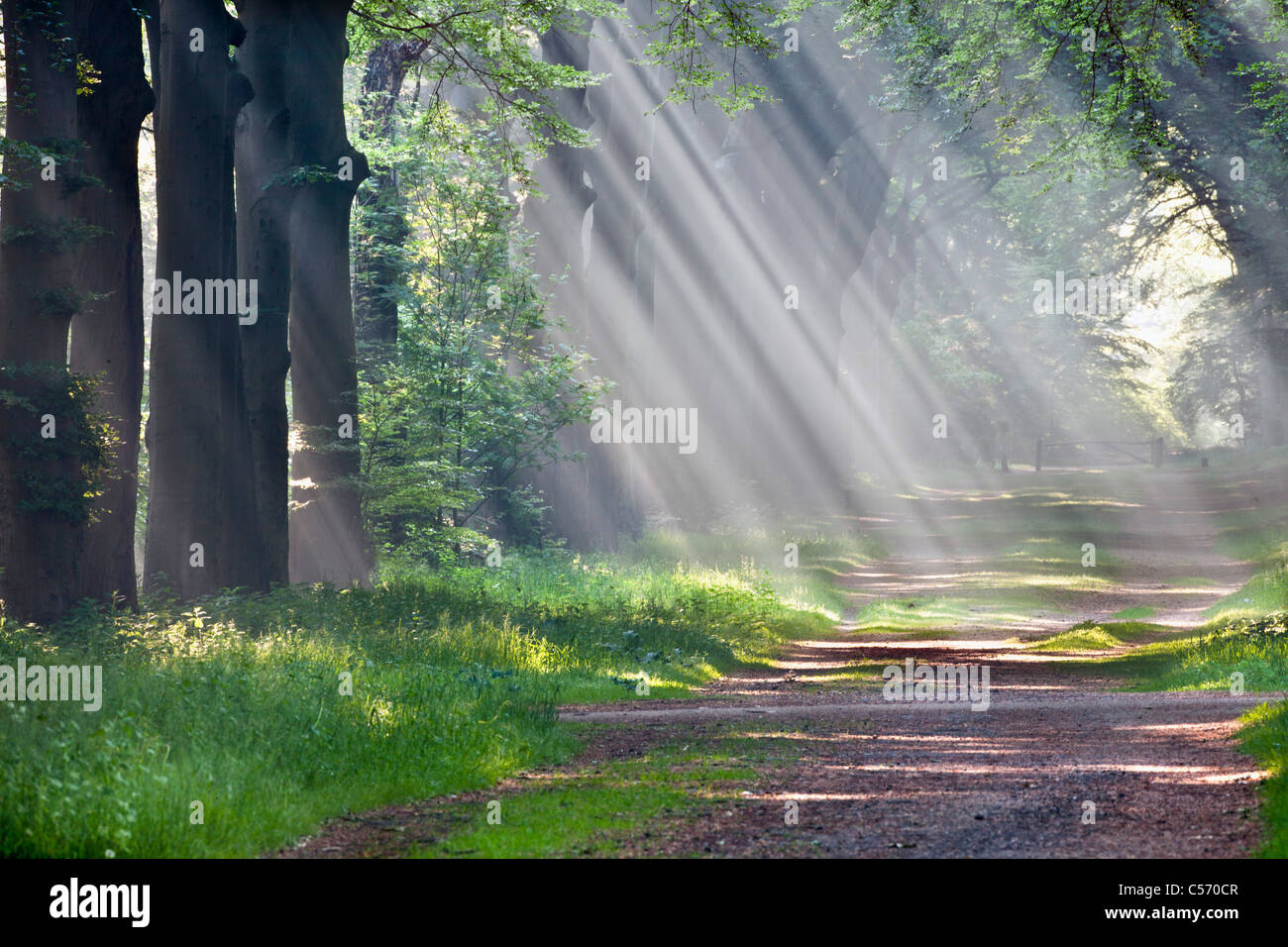 Den Niederlanden,'s-Graveland, Beech Forest Road. Landgut namens Gooilust. Sonnenstrahlen im Morgennebel. Stockfoto