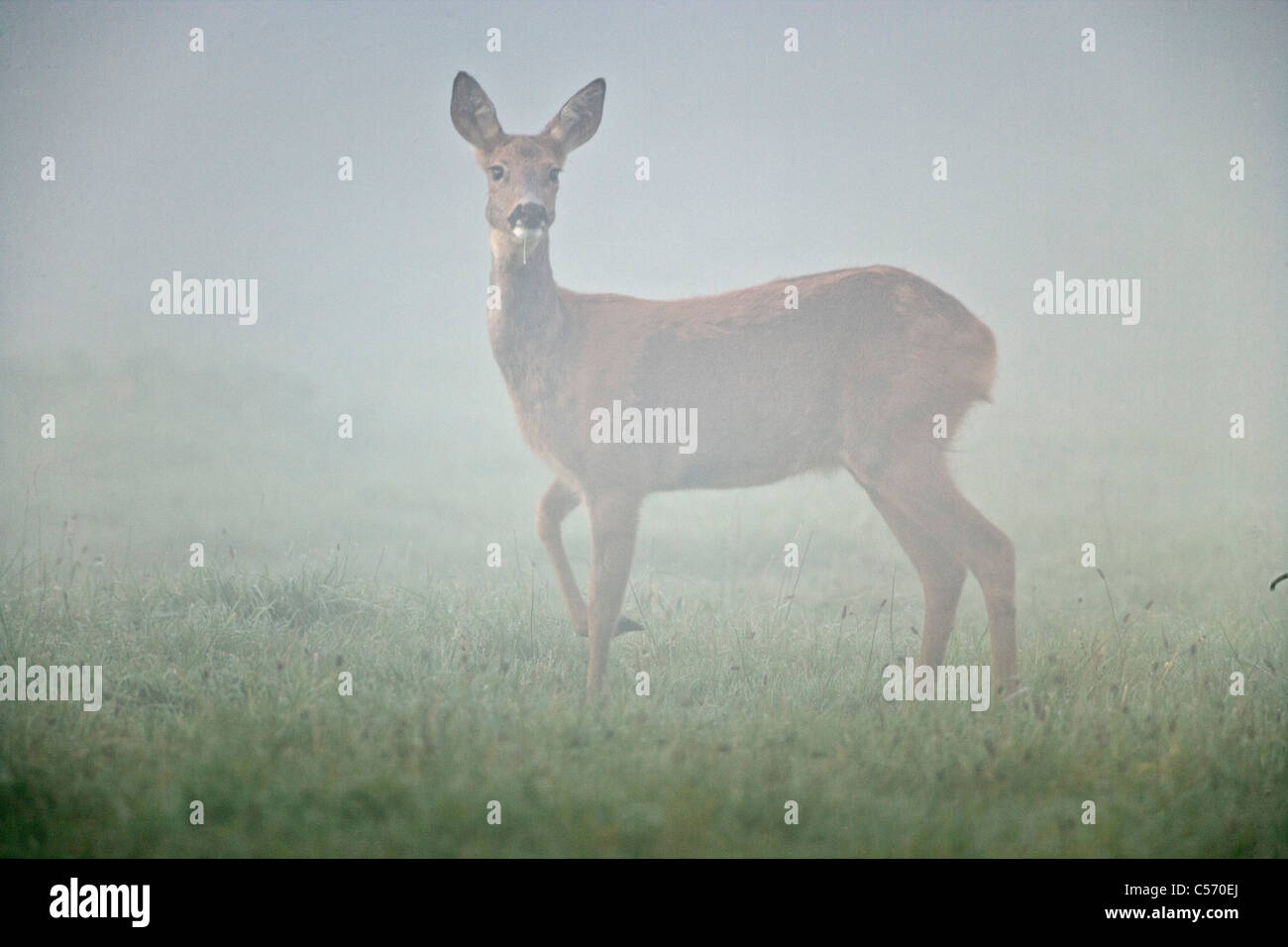 Den Niederlanden,'s-Graveland, Hirsch oder Reh im Nebel. Stockfoto