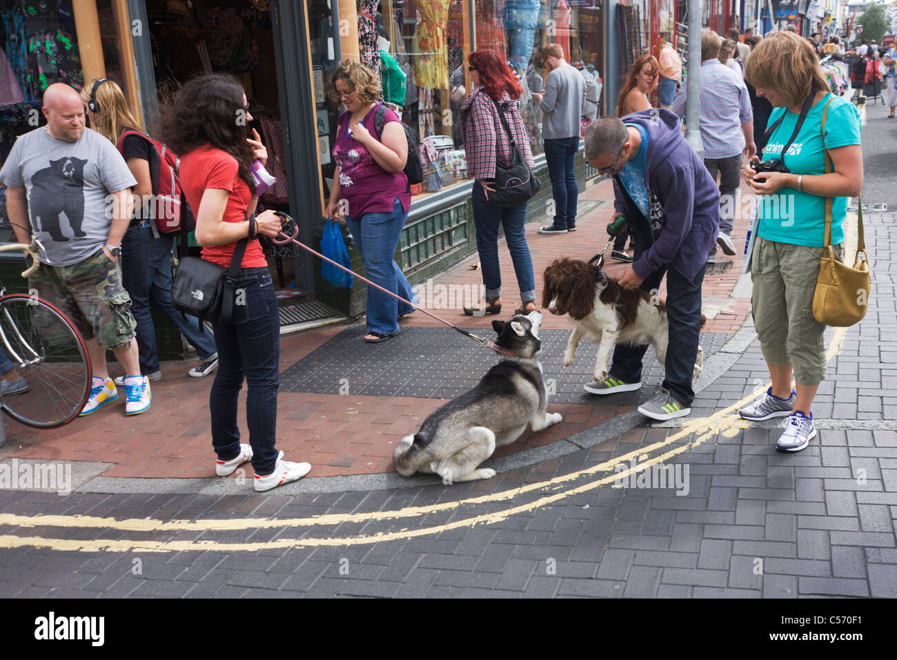 Ein Springer Spaniel Siberian Husky nutzen ihre Sinne riechen an einer Straßenecke in Brighton. Stockfoto