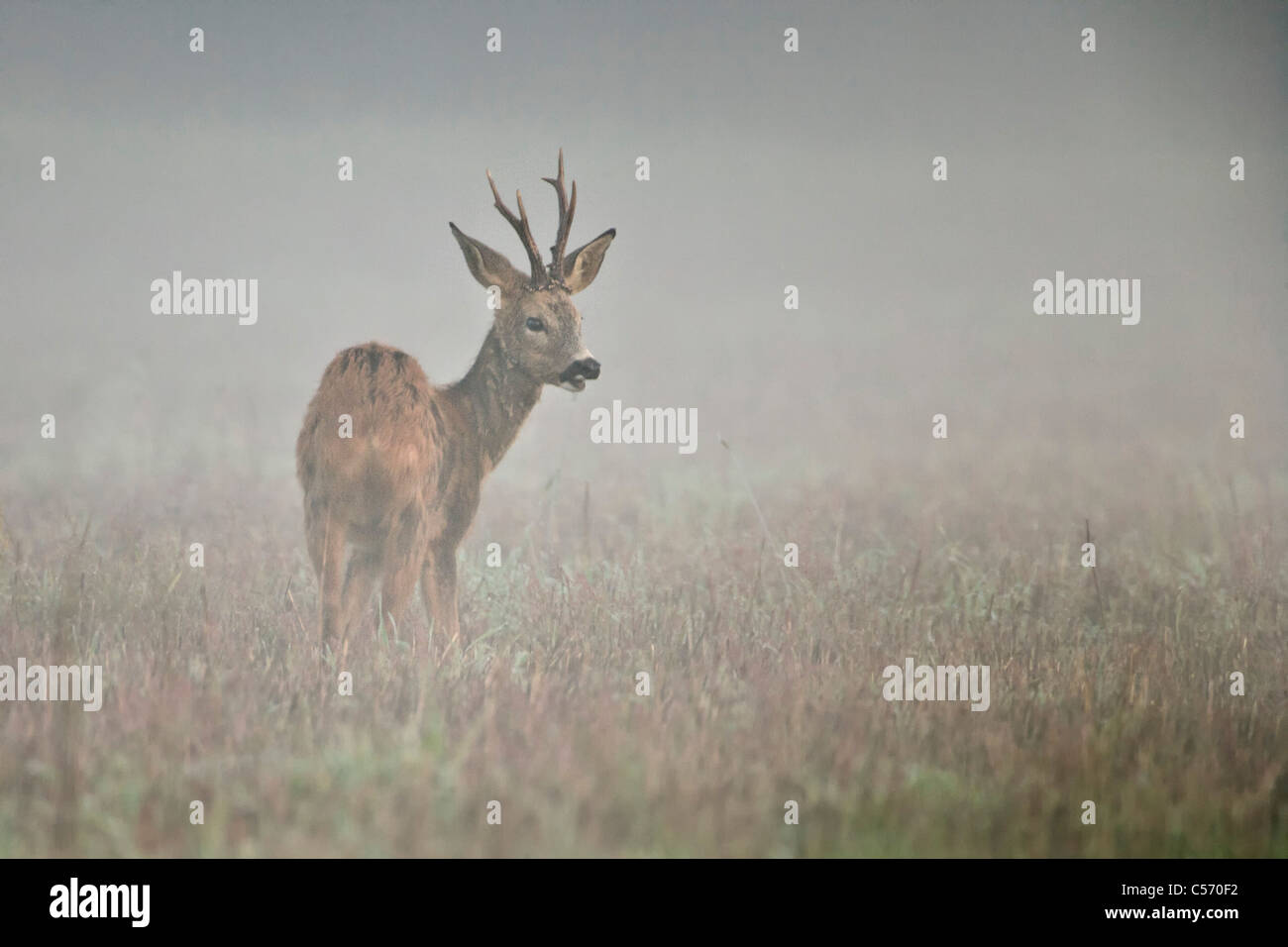 Den Niederlanden,'s-Graveland, Hirsch oder Reh im Nebel. Stockfoto