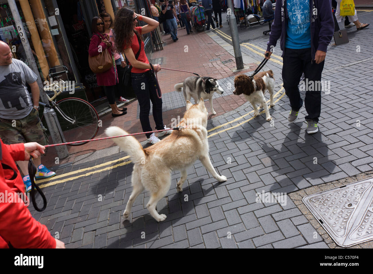 Ein Springer Spaniel und Siberian Husky nutzen ihre Sinne riechen an einer Straßenecke in Brighton. Stockfoto