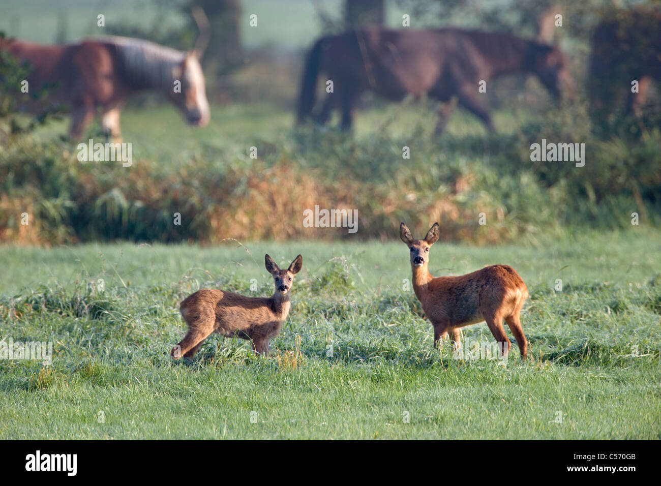 Den Niederlanden's-Graveland, paar Hirsch oder Reh mit Pferden im Hintergrund. Stockfoto