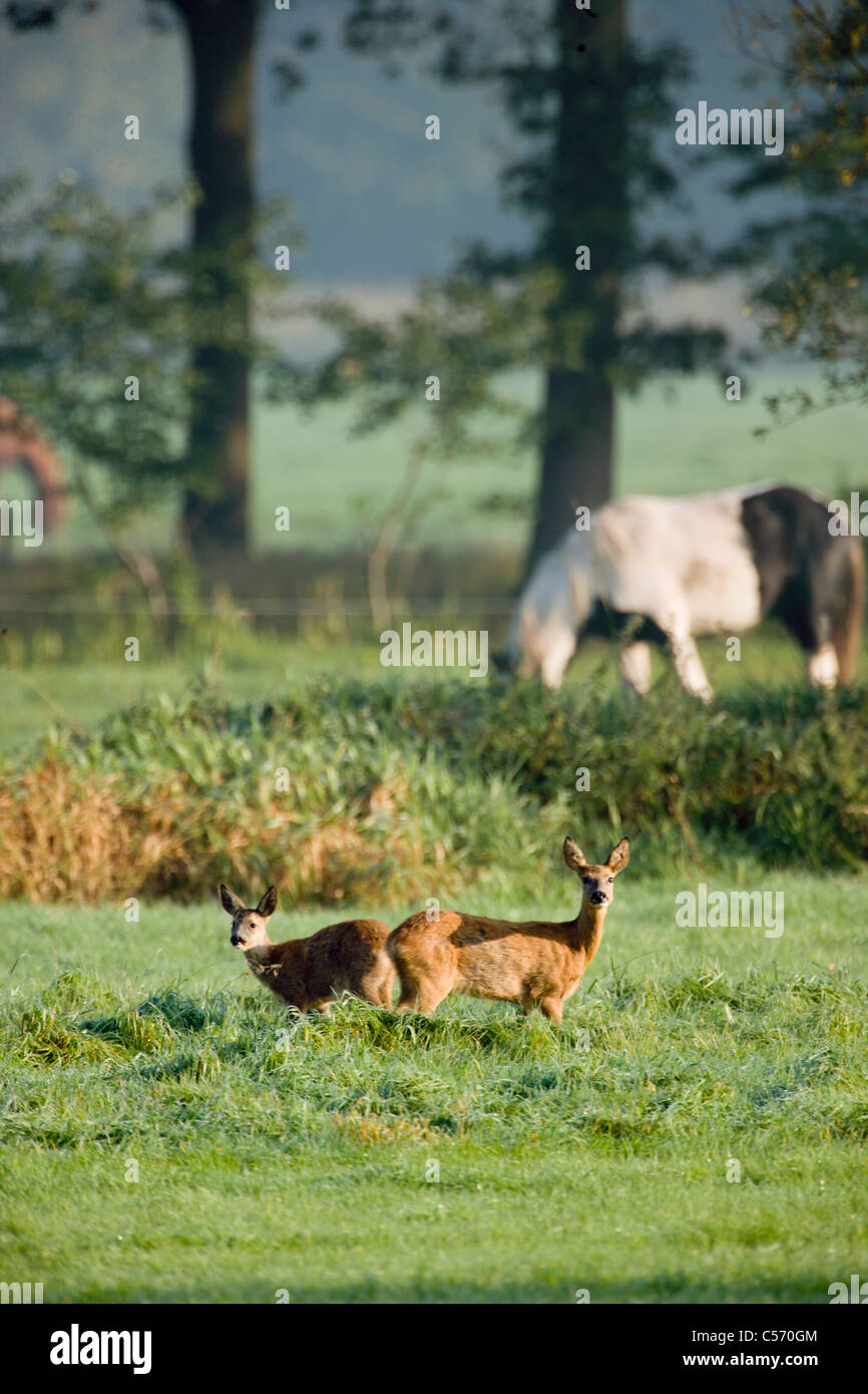 Den Niederlanden's-Graveland, paar Hirsch oder Reh mit Pferd im Hintergrund. Stockfoto