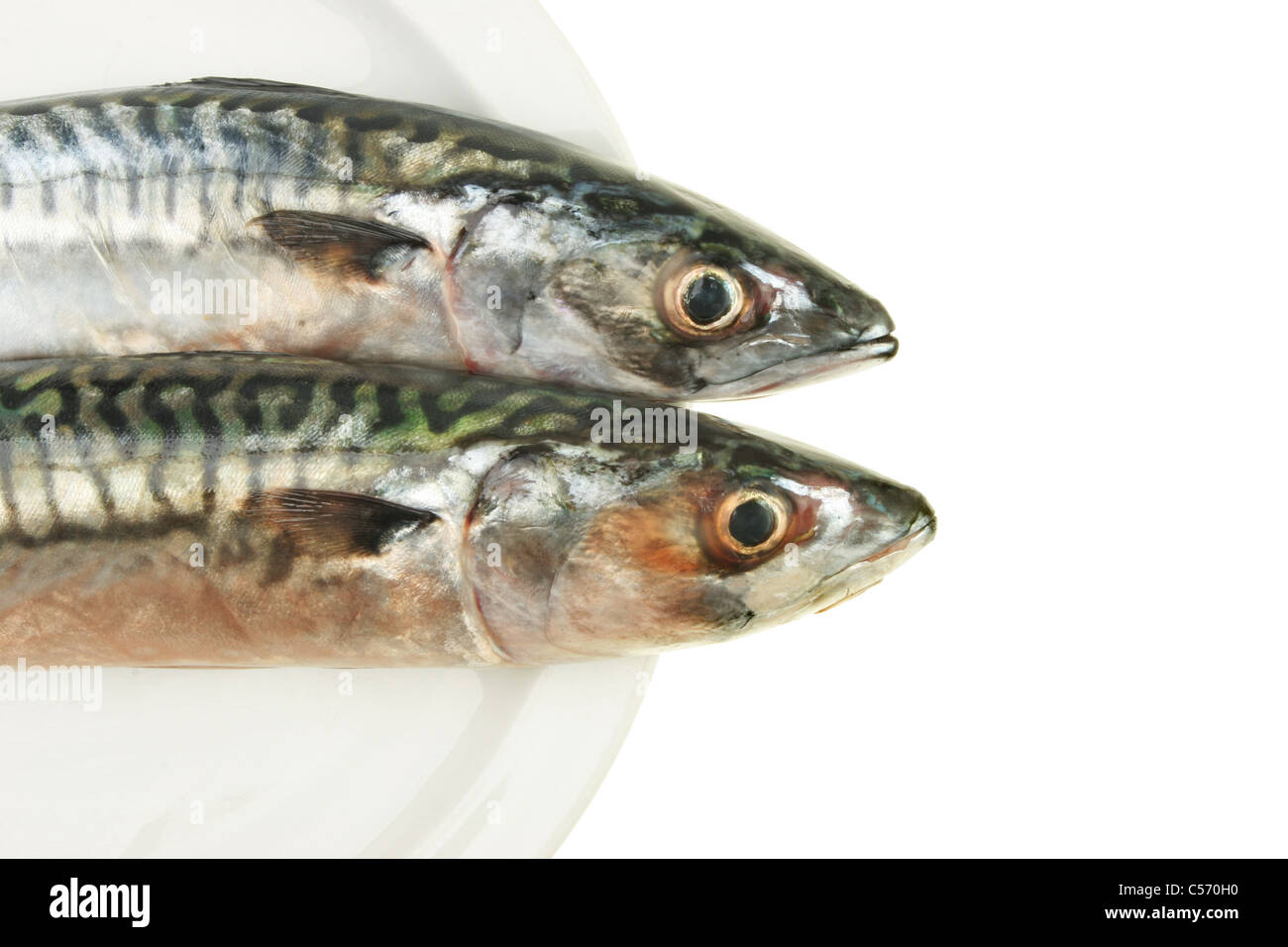 Nahaufnahme von zwei Makrele Köpfe auf einem Teller mit weißen textfreiraum auf der linken Seite Stockfoto