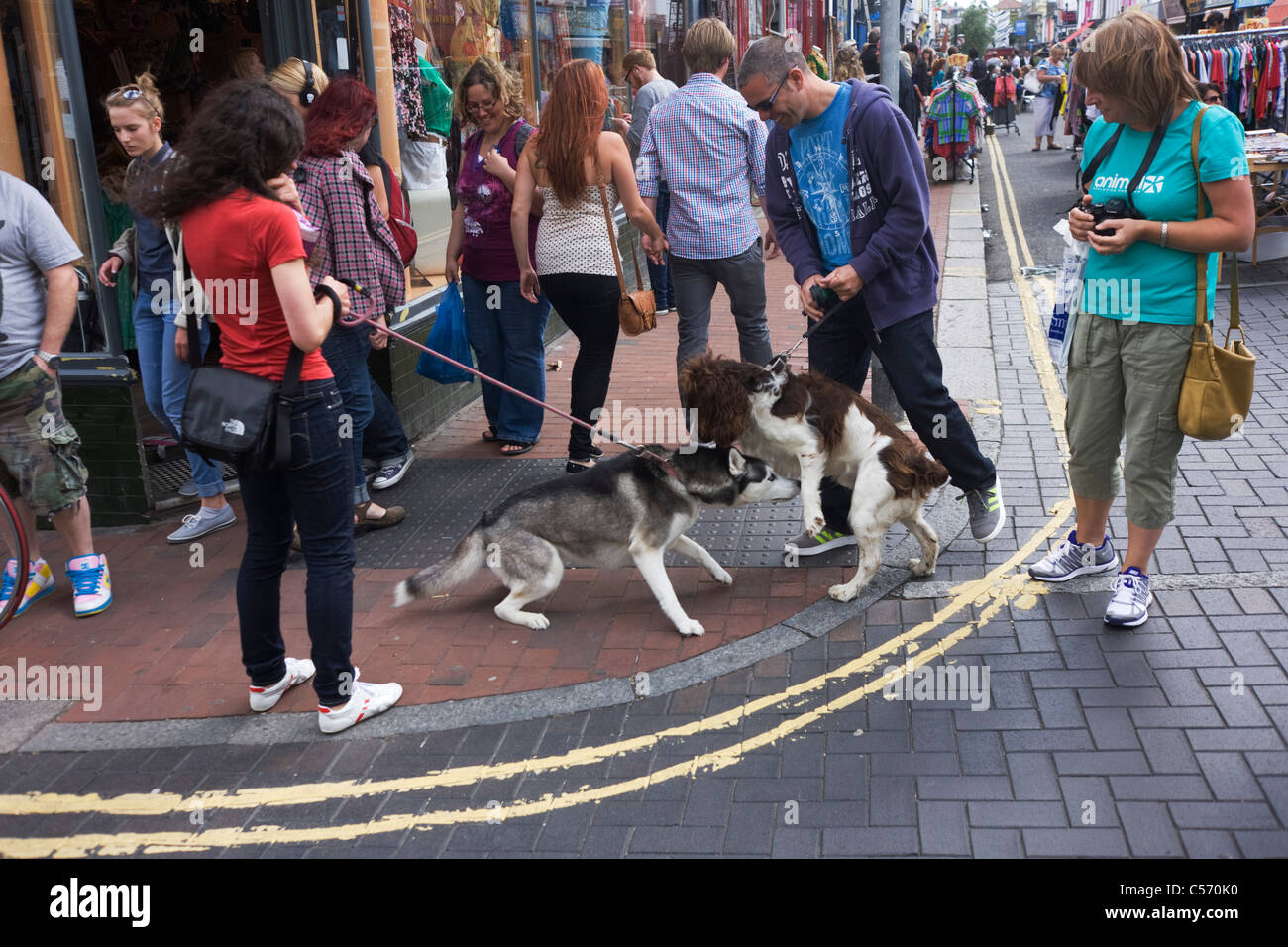 Ein Springer Spaniel und Siberian Husky nutzen ihre Sinne riechen an einer Straßenecke in Brighton. Stockfoto