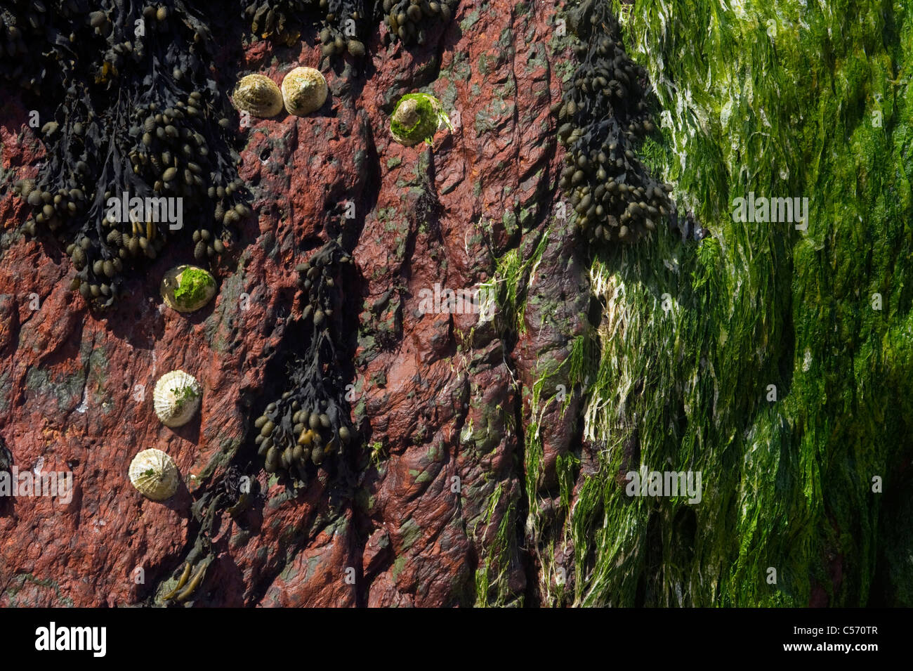 Napfschnecken Algen und roten Sandstein zwischen Gezeiten bei North Haven Skokholm Insel Pembrokeshire South Wales UK Stockfoto