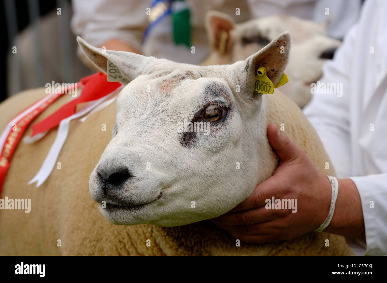 zeigt Beltex show Schafe auf der Highland 2011 Stockfoto