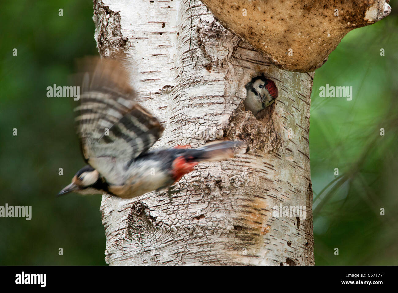 Den Niederlanden, s-Graveland, Mitte entdeckt Woodpecker(Dendrocopos medius). Jugendliche auf der Suche aus dem Loch. Stockfoto