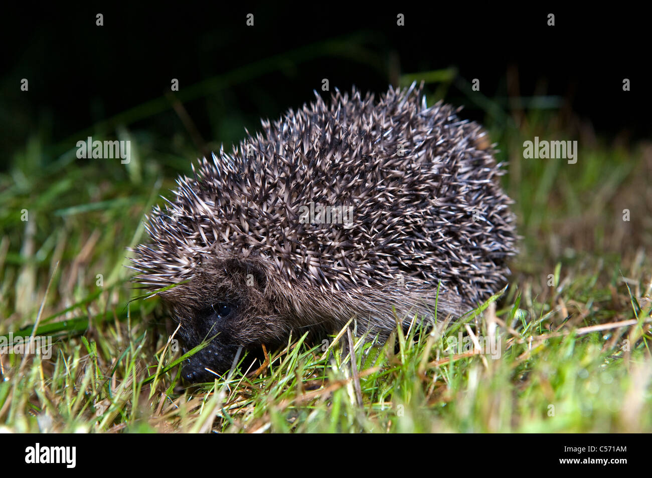 Garten igel Fotos und Bildmaterial in hoher Auflösung Alamy