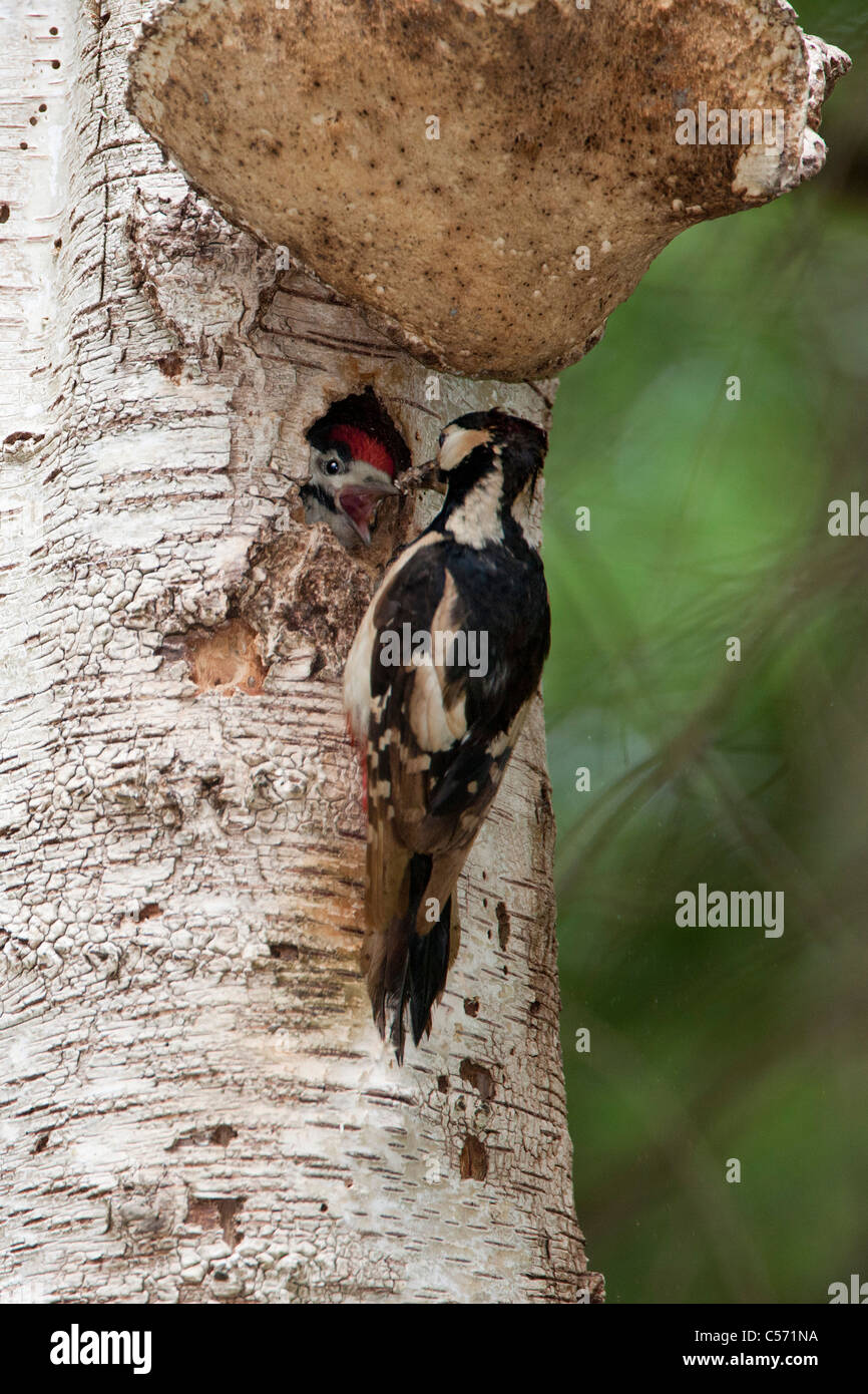 Niederlande,'s-Graveland, Middle spotted Woodpecker (Dendrocopos Medius). Mutter Jungen füttert. Stockfoto