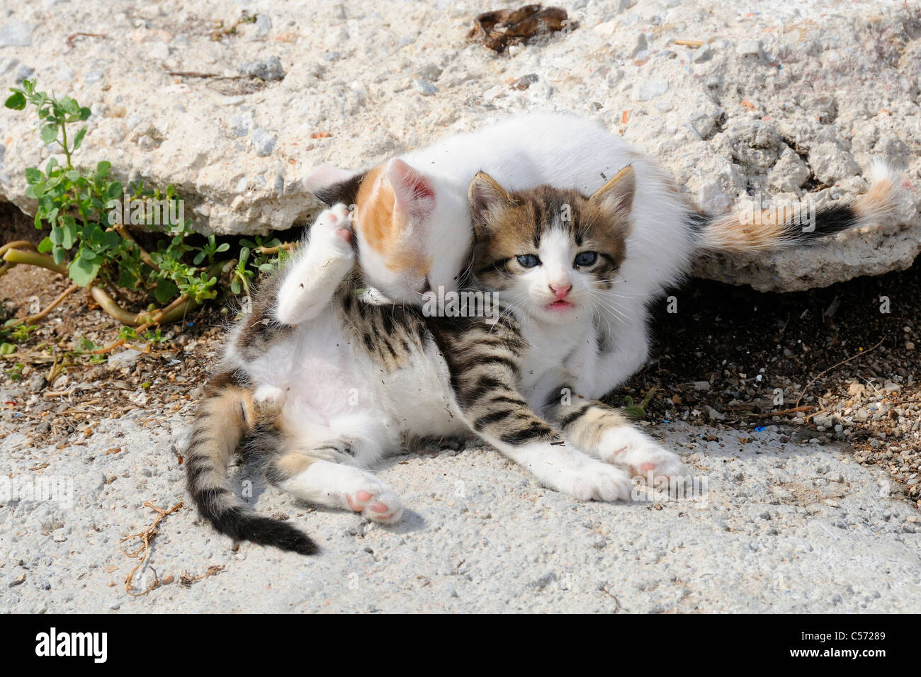 Wilde Katze (Felis Catus) Kätzchen spielen kämpfen auf einem Harbourside, Skala Kalloni, Lesbos, Griechenland. Stockfoto