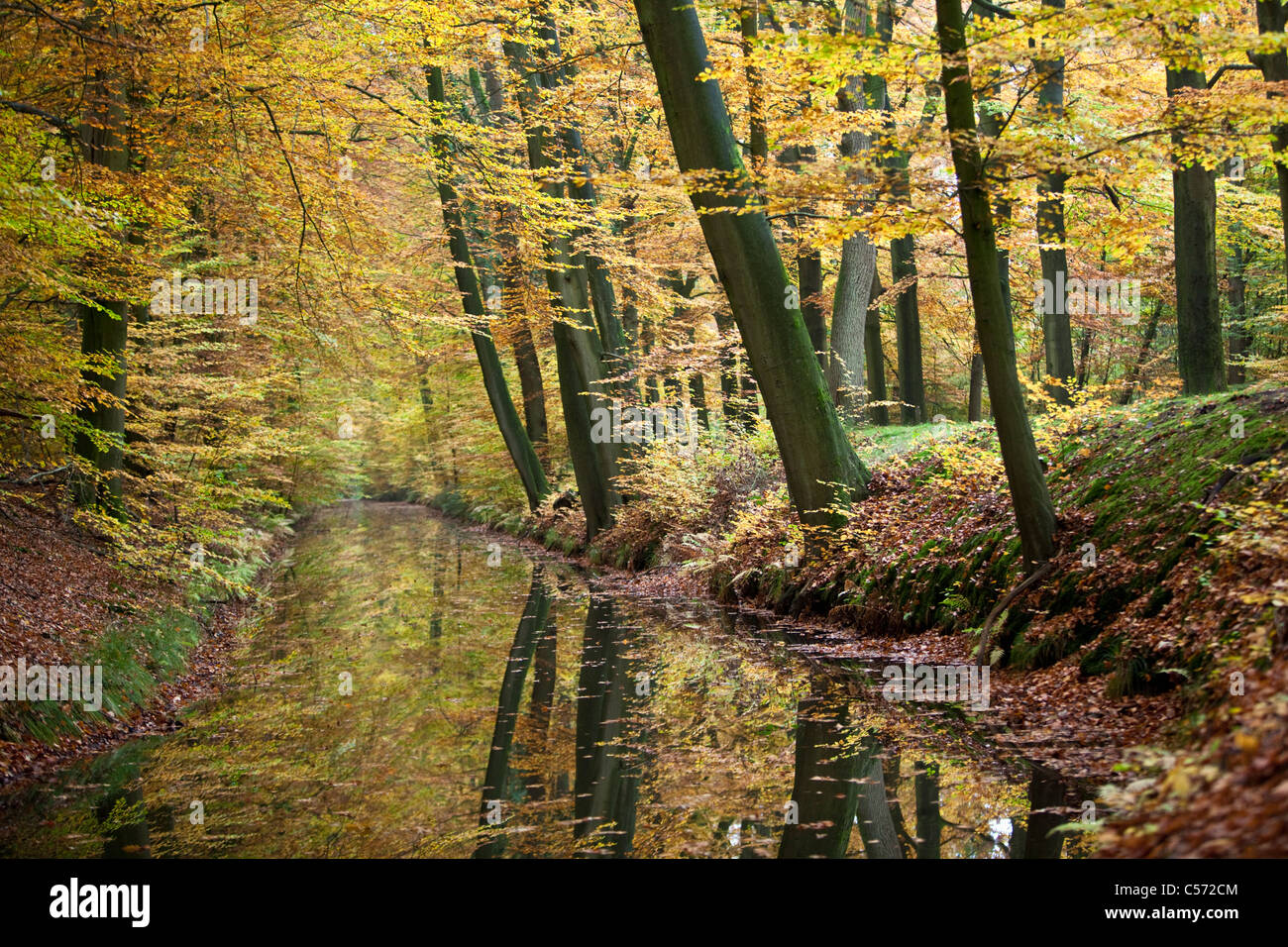 Den Niederlanden, Delden, Herbst-Farben. Bäume im Stream. Stockfoto
