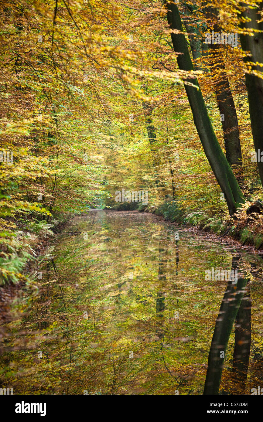 Den Niederlanden, Delden, Herbst-Farben. Bäume im Stream. Stockfoto