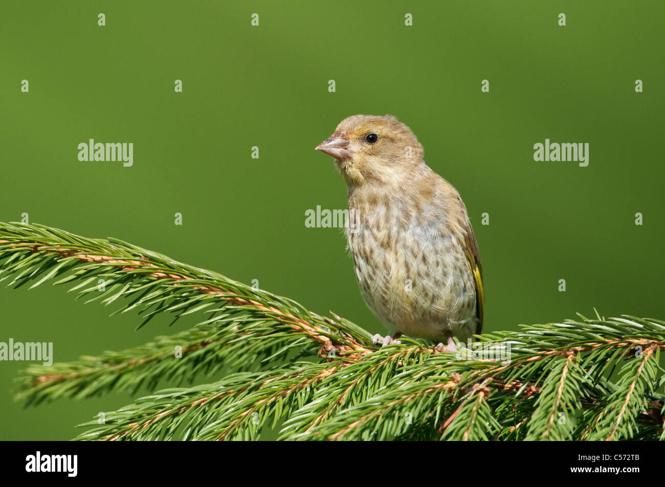 Juvenile Grünfink (Zuchtjahr Chloris) thront auf Nadelbaum Zweig Stockfoto
