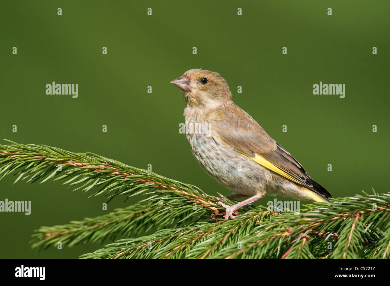 Juvenile Grünfink (Zuchtjahr Chloris) thront auf Nadelbaum Zweig Stockfoto