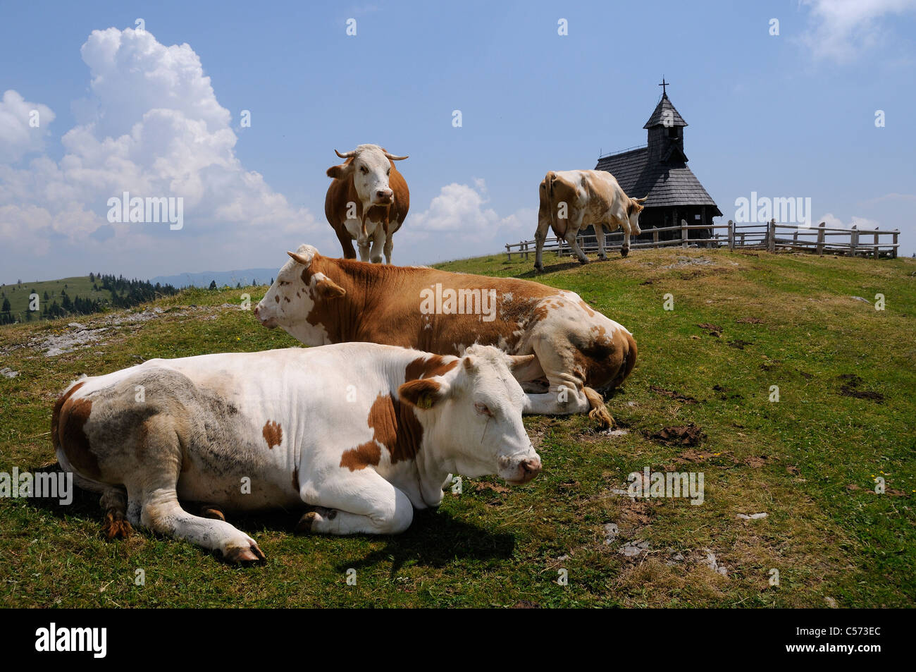 Vier Kühe (Bos Taurus) in der Nähe von Holzkapelle auf 1600m hoch Weideland bei Velika Planina plateau, Kamnik - Savinja Alpen, Slowenien. Stockfoto