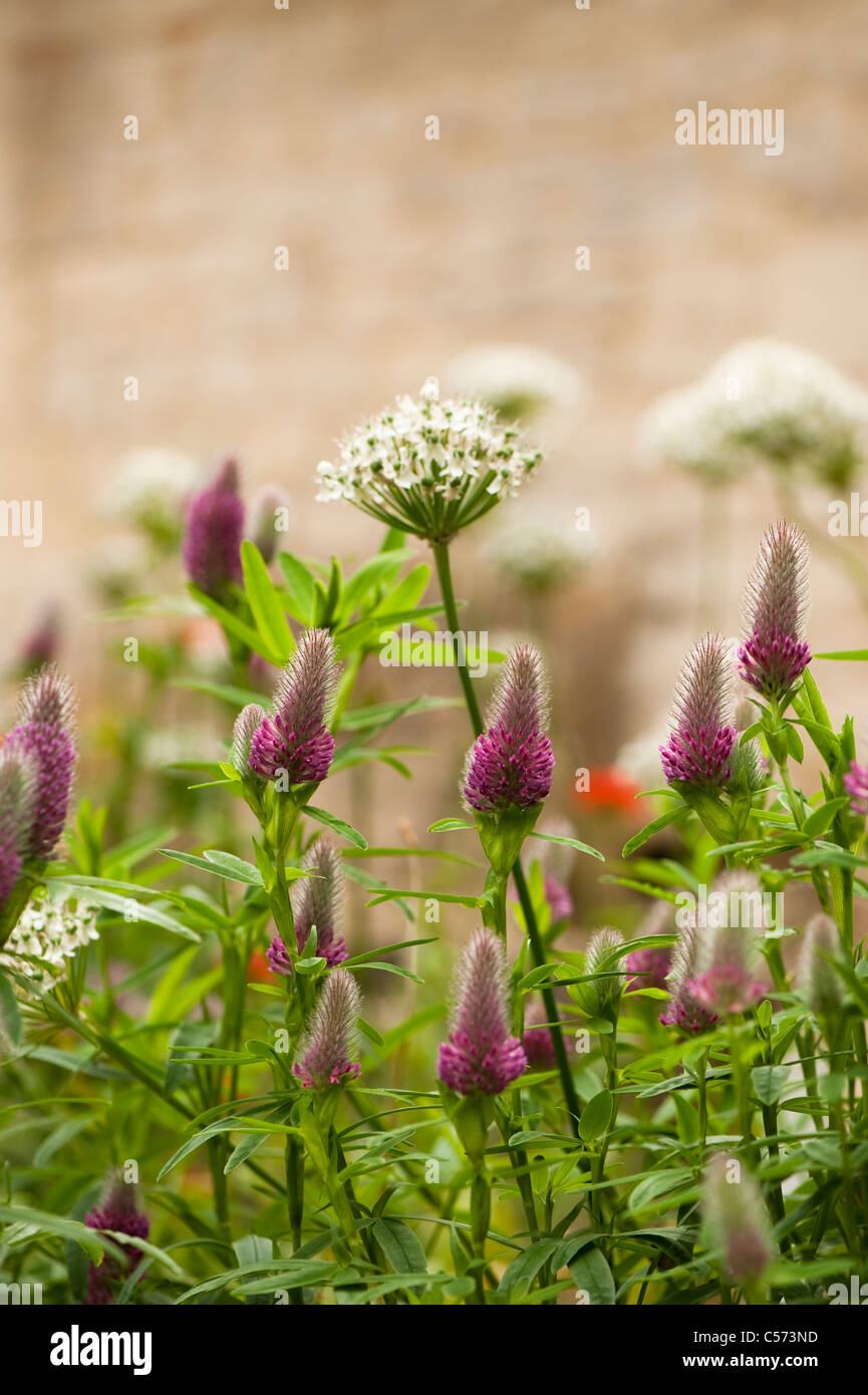 Trifolium Rubens und Allium Multibulbosum (Nigrum) in Blüte Stockfoto