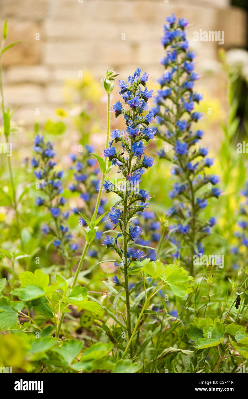 Echium Vulgare, Viper's Bugloss oder Blueweed in Blüte Stockfoto