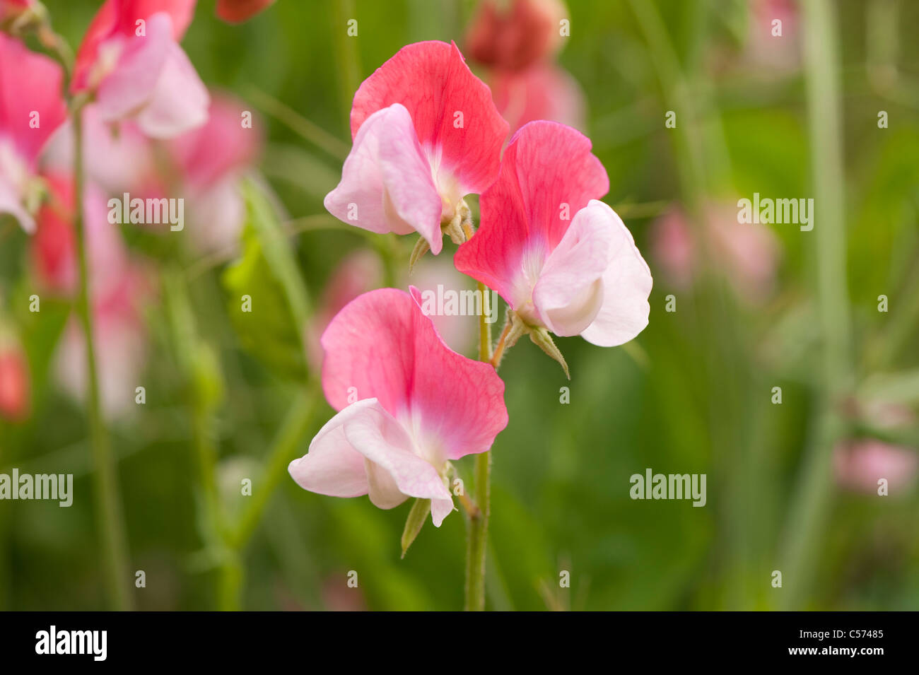 Duftende Platterbse, Lathyrus man "Painted Lady", in Blüte Stockfoto