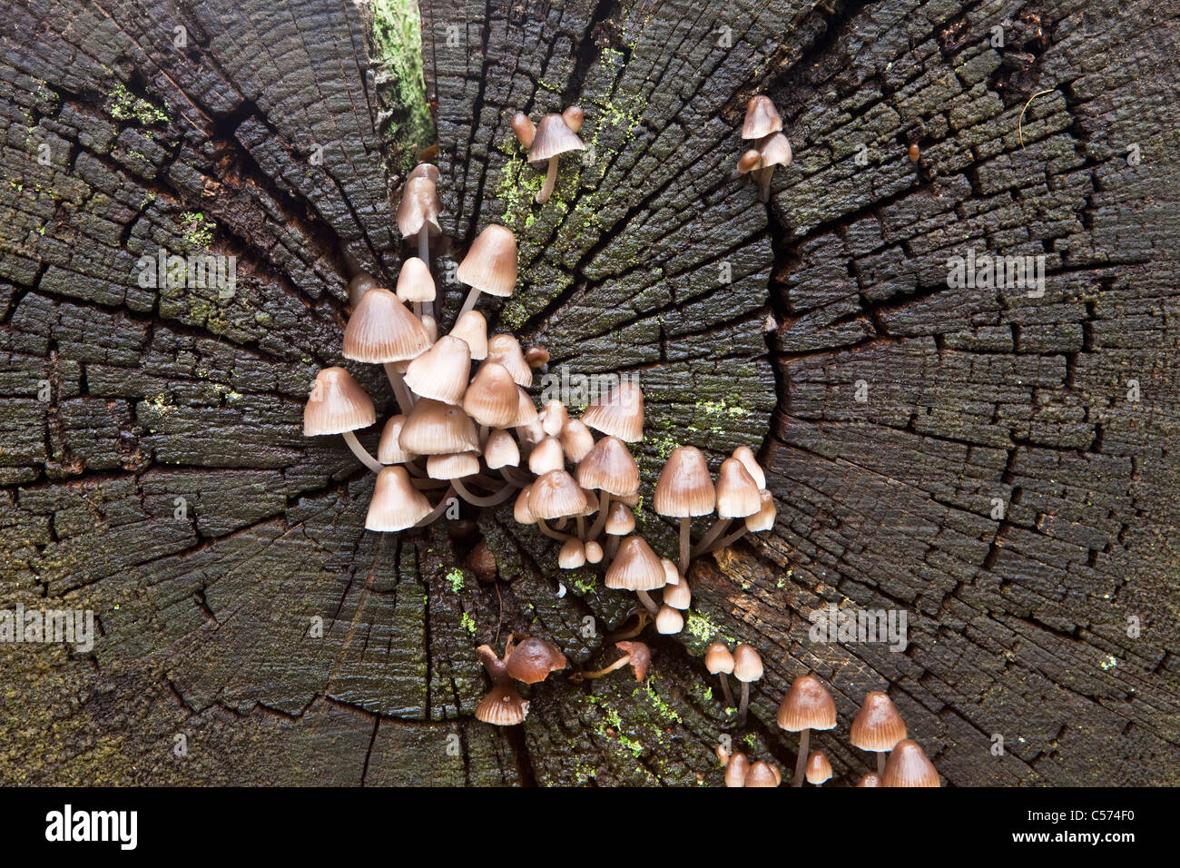 Die Niederlande, Denekamp, Landgut Singraven. Herbst. Pilz auf Baumstamm Buche Stockfoto