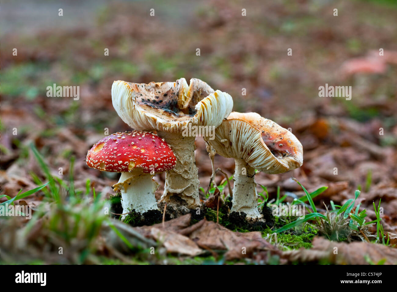 Die Niederlande, Denekamp, Landgut Singraven. Herbst. Pilz Fliegen. Amanita Muscaria. Fly Agaric. Stockfoto