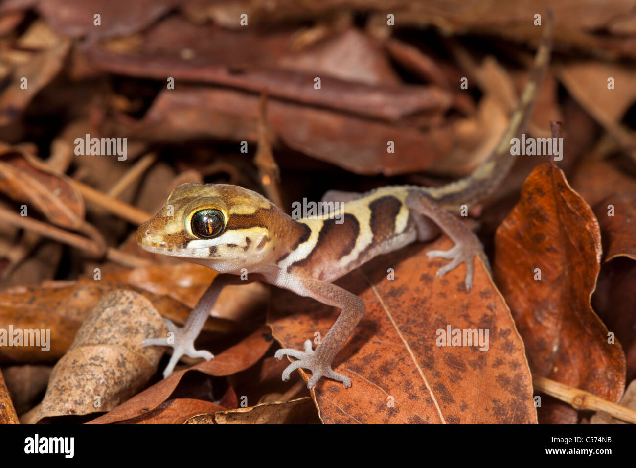 Große Augen / Leitung Gecko {Paroedura Pictus} auf Waldboden. Laubwald, Kirindy Wald, westlichen Madagaskar zu trocknen. Stockfoto