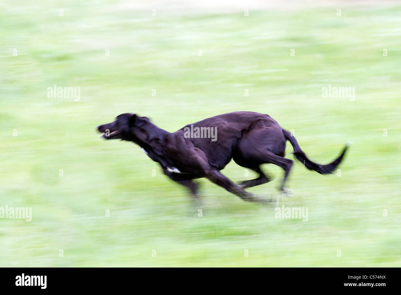 Lurcher racing bei Raby Castle Spiel & Country Fair, Staindrop, Durham, Großbritannien Stockfoto