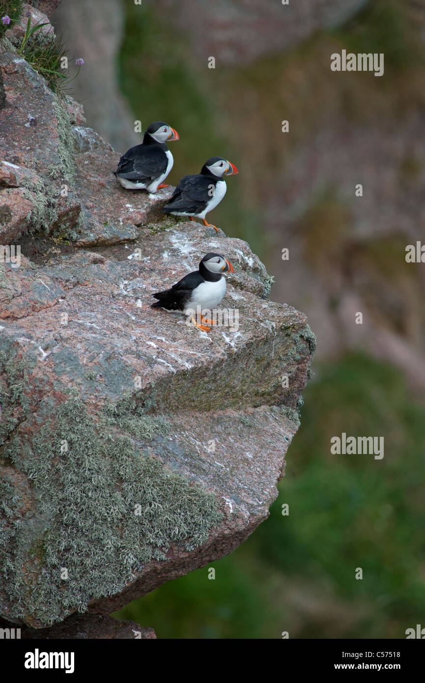 Atlantic Papageitaucher Fratercula Arctica, Bullers Buchan, Aberdeenshire, Schottland. SCO 7549 Stockfoto