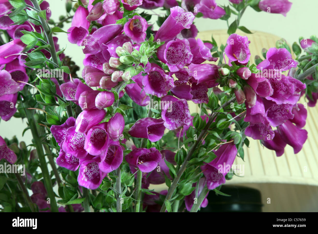 wilden gemeinsamen Fingerhut, Digitalis Purpurea, als Schnittblumen in einem irischen cottage Stockfoto