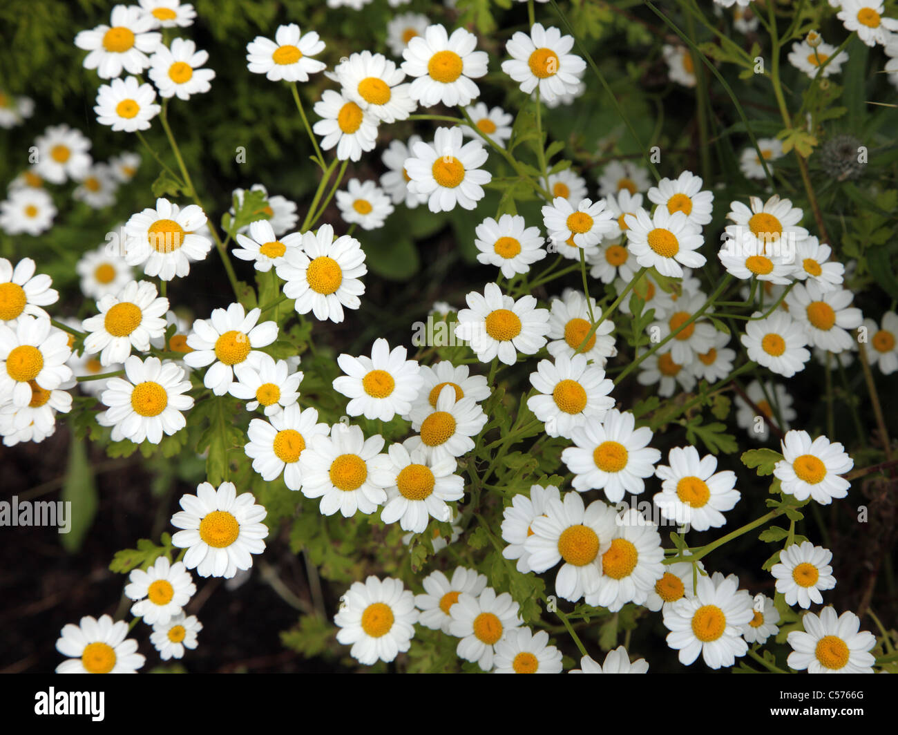 Das Mutterkraut Tanacetum Parthenium, einheimischen Wildblumen Stockfoto