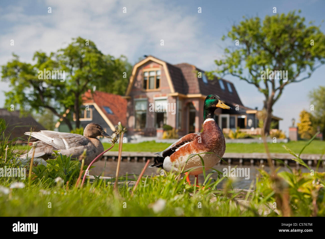 Die Niederlande, Giethoorn, Dorf mit fast nur Wasserstraßen. Enten. Stockfoto