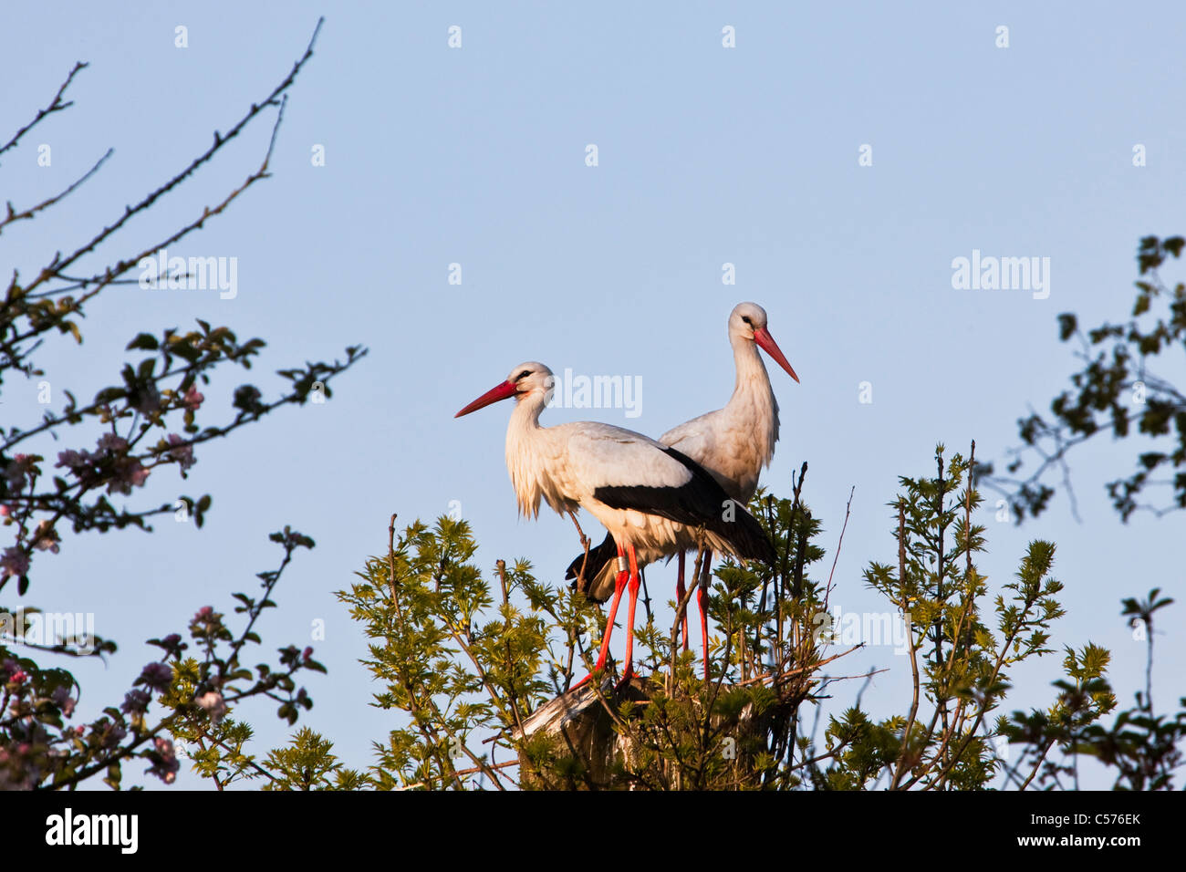 Die Niederlande, Jonen, Störche auf erwartete Nest. Stockfoto