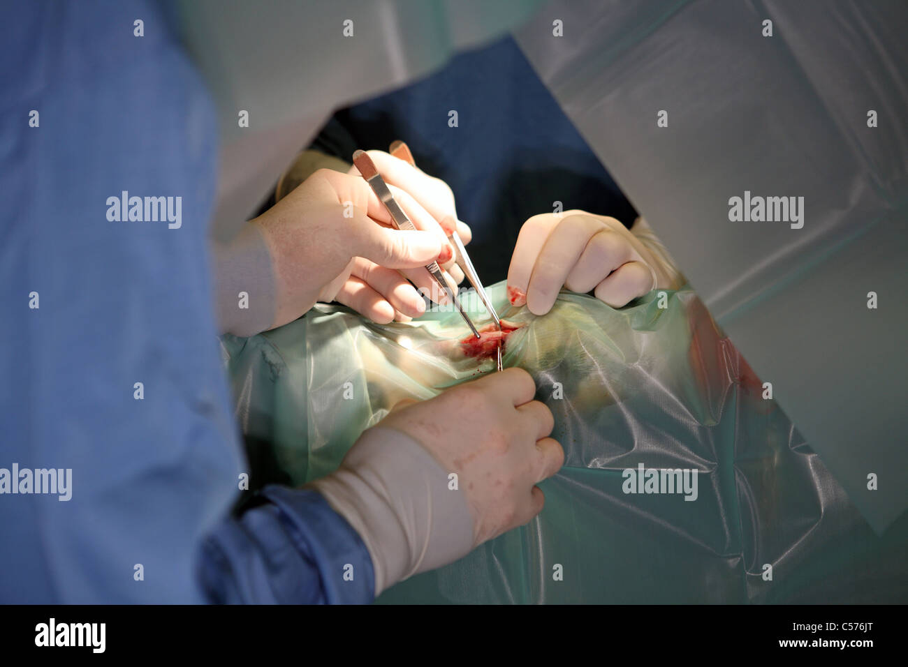 Operation an einem Pferd Bein Stockfoto