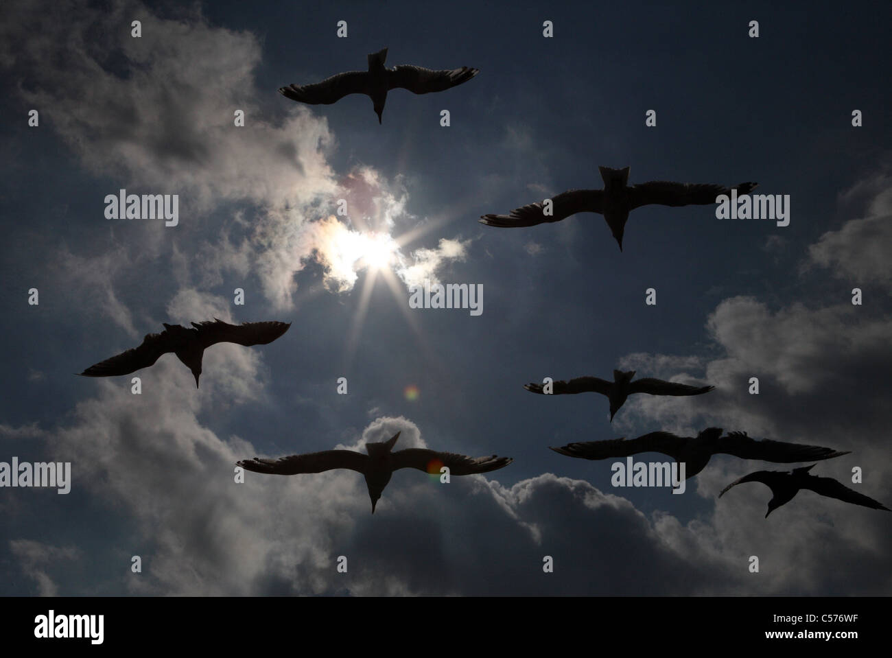 Möwen im Flug Stockfoto