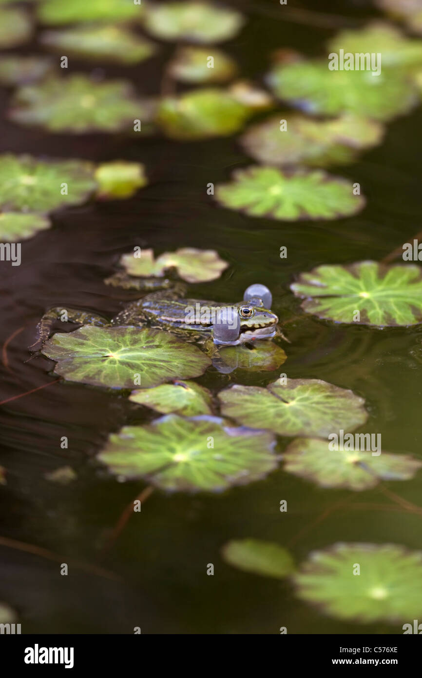 Der Niederlande, Blokzijl, Pool Frosch, außer Lessonae. Stockfoto