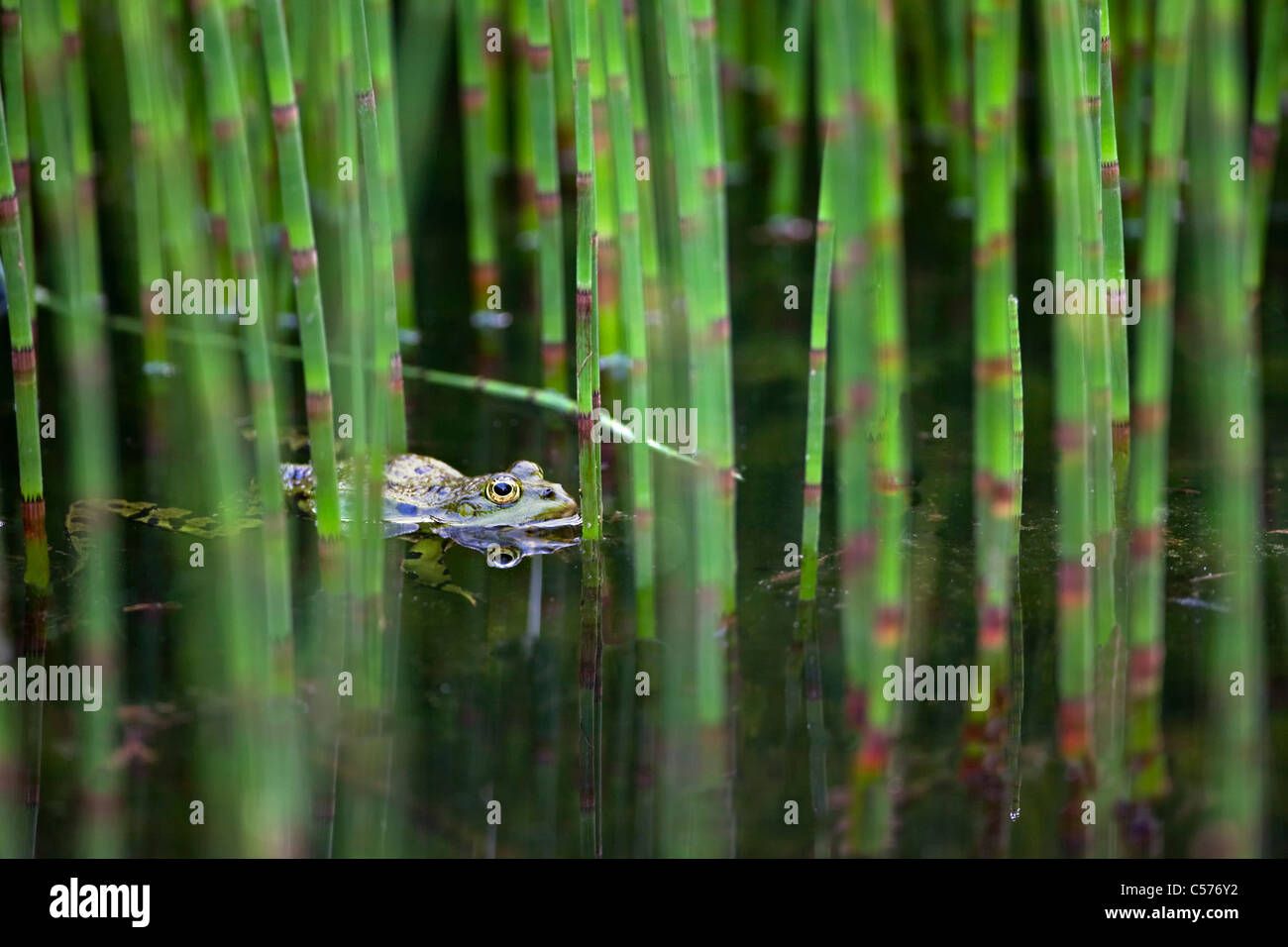 Der Niederlande, Blokzijl, Pool Frosch, außer Lessonae. Stockfoto