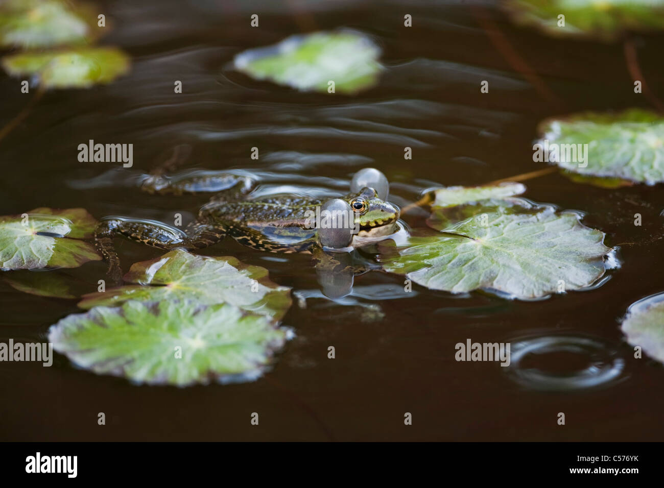 Der Niederlande, Blokzijl, Pool Frosch, außer Lessonae. Stockfoto