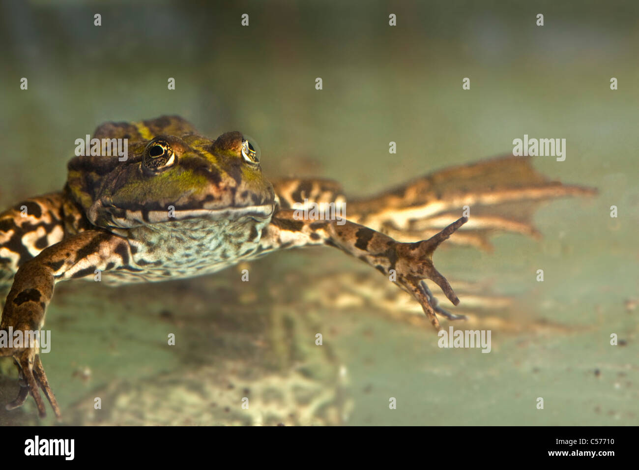 Der Niederlande, Blokzijl, Pool Frosch, außer Lessonae. Stockfoto
