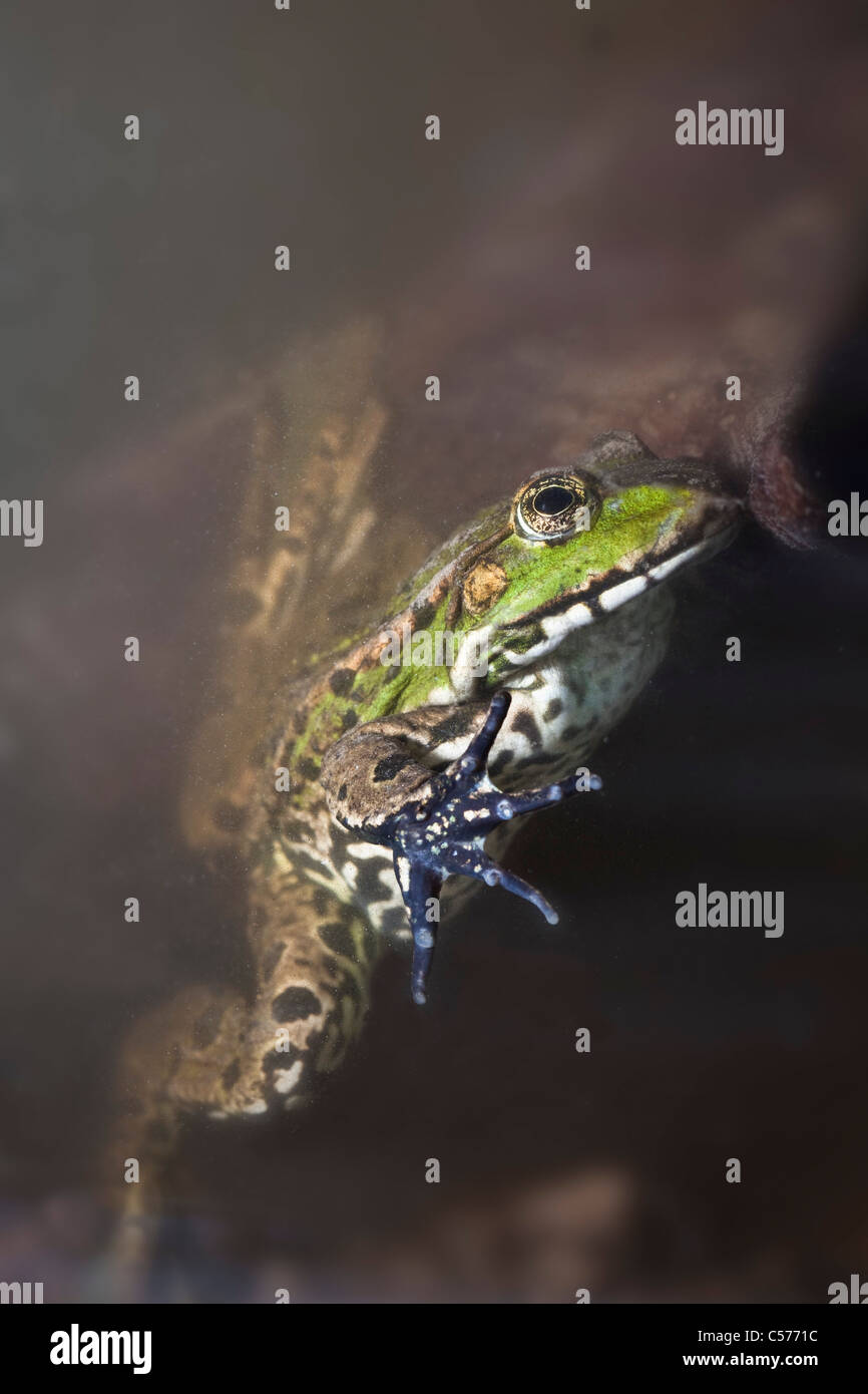 Der Niederlande, Blokzijl, Pool Frosch, außer Lessonae. Stockfoto