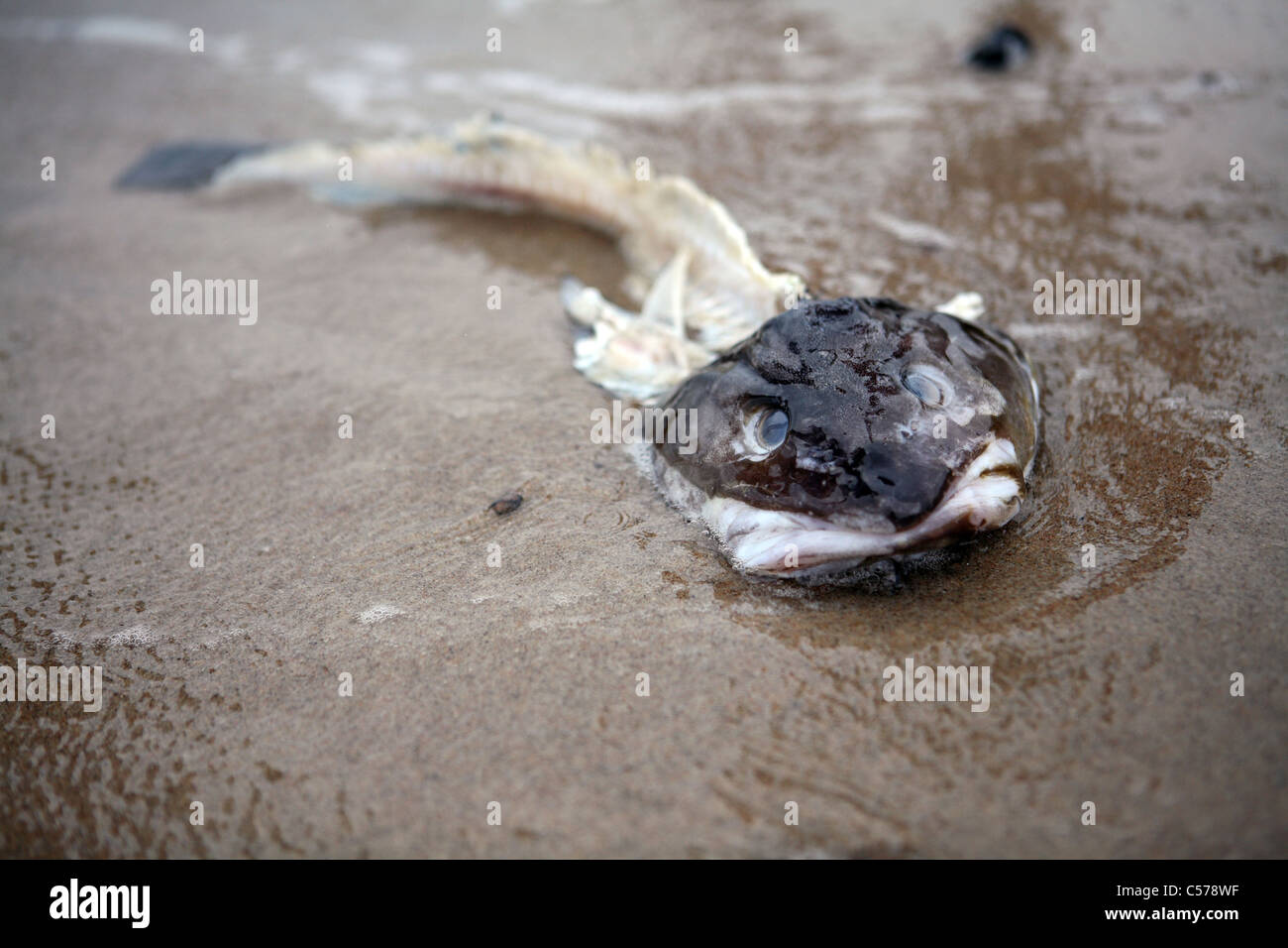 Ein Fisch-Skelett auf einem Strand Stockfoto