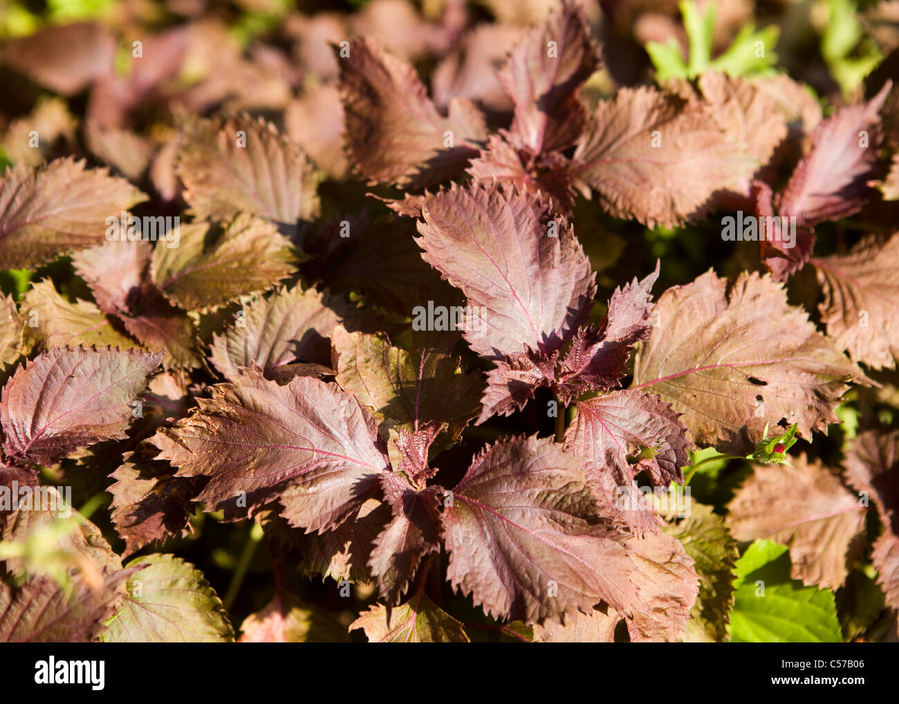 Lila blätterte Beefsteak pflanze Blätter (Perilla frutescens var. Crispa), aka shiso, perilla Mint, Chinesischer Basilikum, wildes Basilikum, wildes Coleus, Sommer coleus Stockfoto