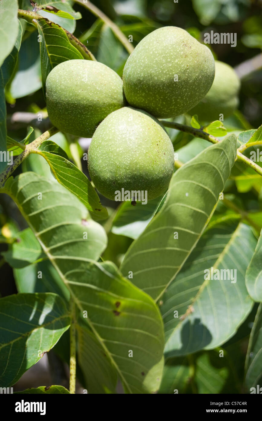 Walnüsse Juglans Stockfoto