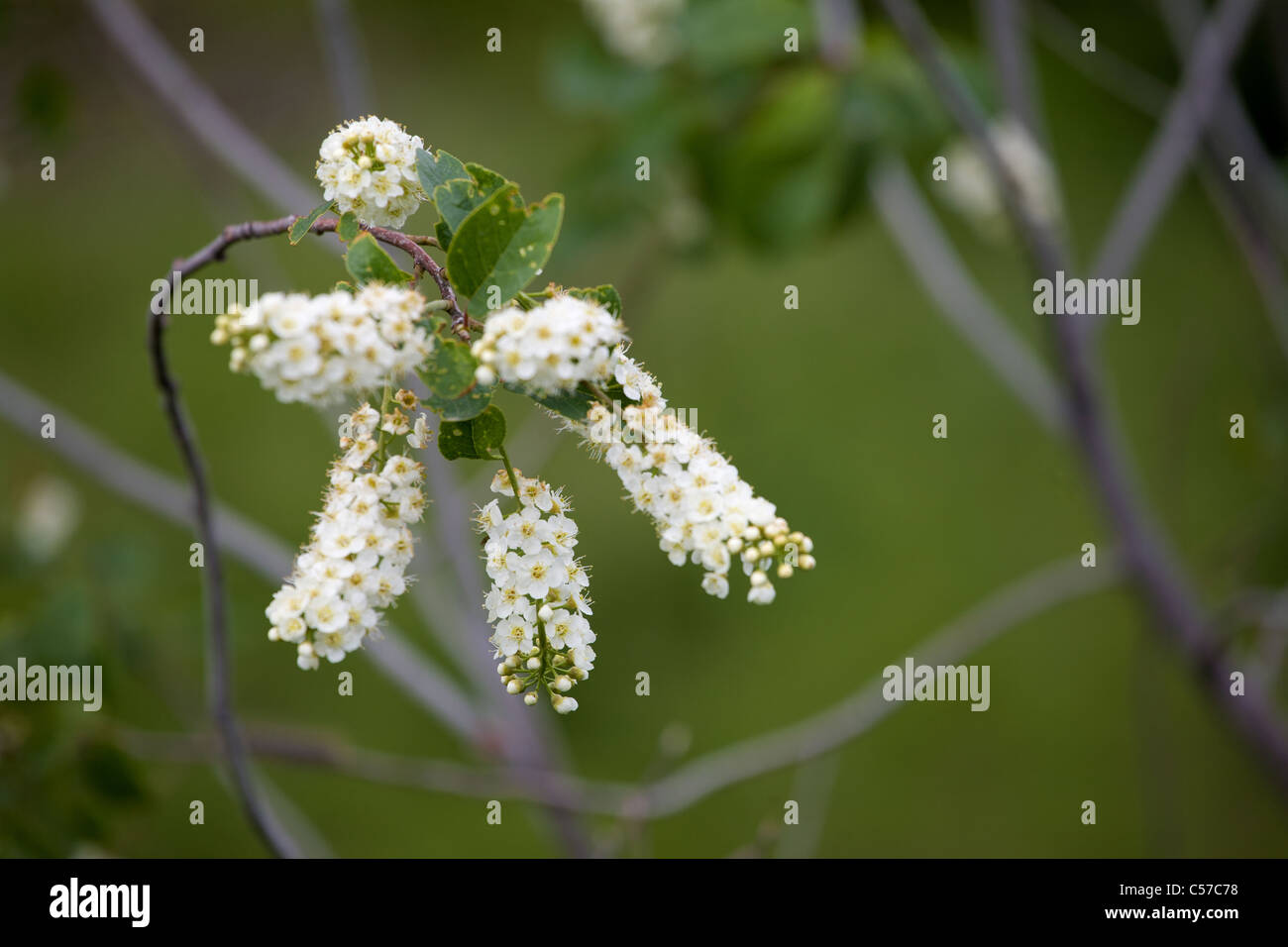 Drossel Kirsche blüht (Prunus Virginiana), Western Colorado Stockfoto