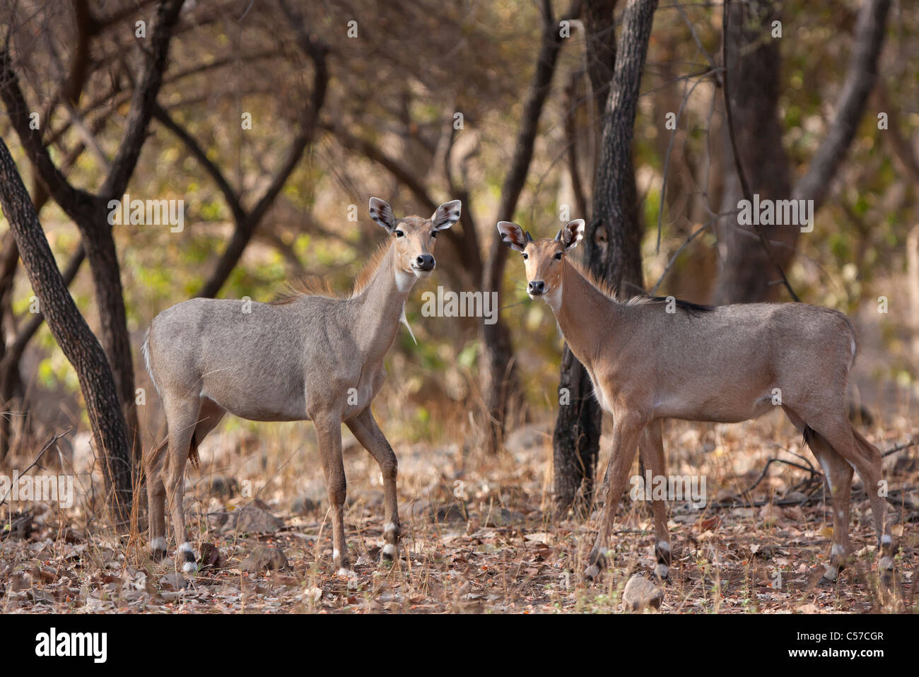 Eine blaue Bull oder jackale stehen wachsam und beobachten an Ranthambhore Forest, Indien. [Boselaphus Tragocamelus] Stockfoto