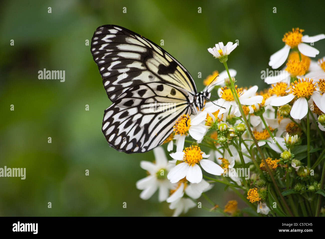 Die Idee Leuconoe, auch bekannt als der Papier-Drachen oder faul Schmetterling ist eine lokalen Arten auf den Philippinen. Stockfoto