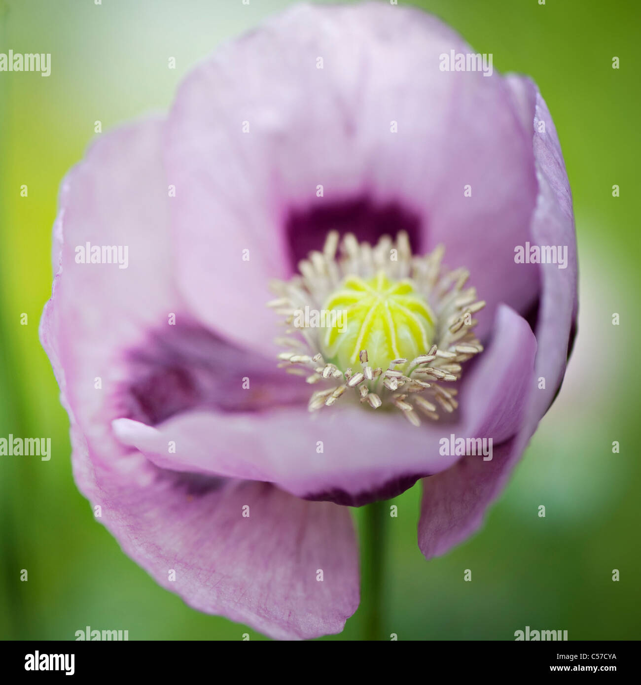 Mohn Pflanzen Stockfotos und bilder Kaufen Alamy