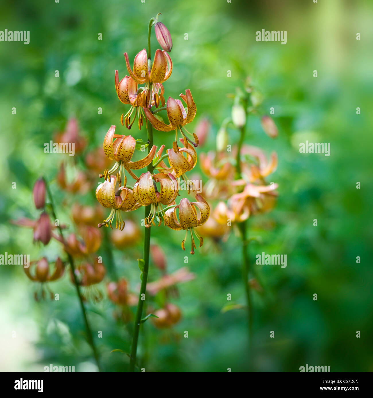 Lilium X Dalhansonii "Marhan" - Turk Kappe Lilie oder Martagon-Lilie Stockfoto