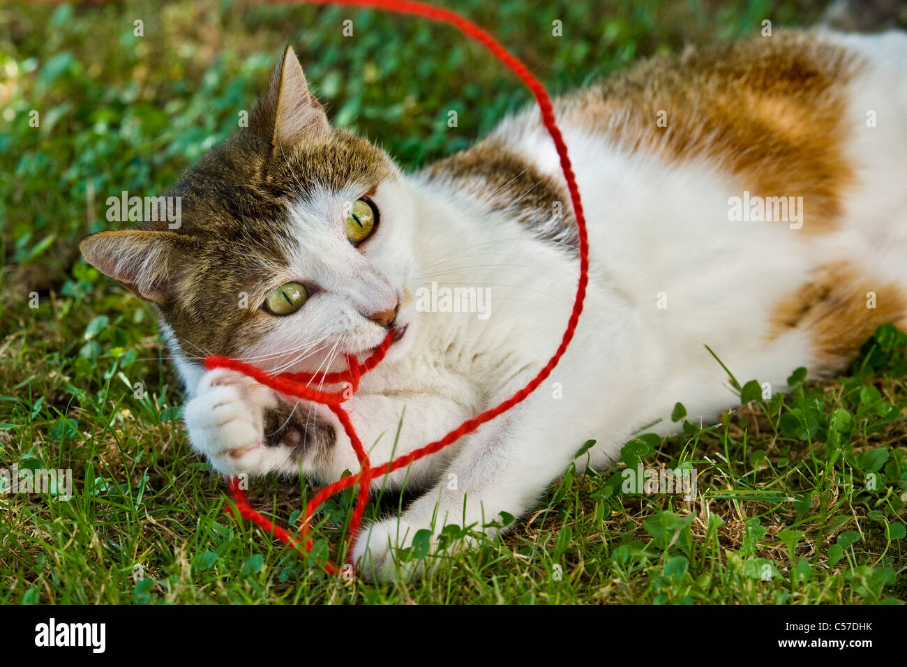 Katze spielt mit einem Ball aus Wolle Stockfoto