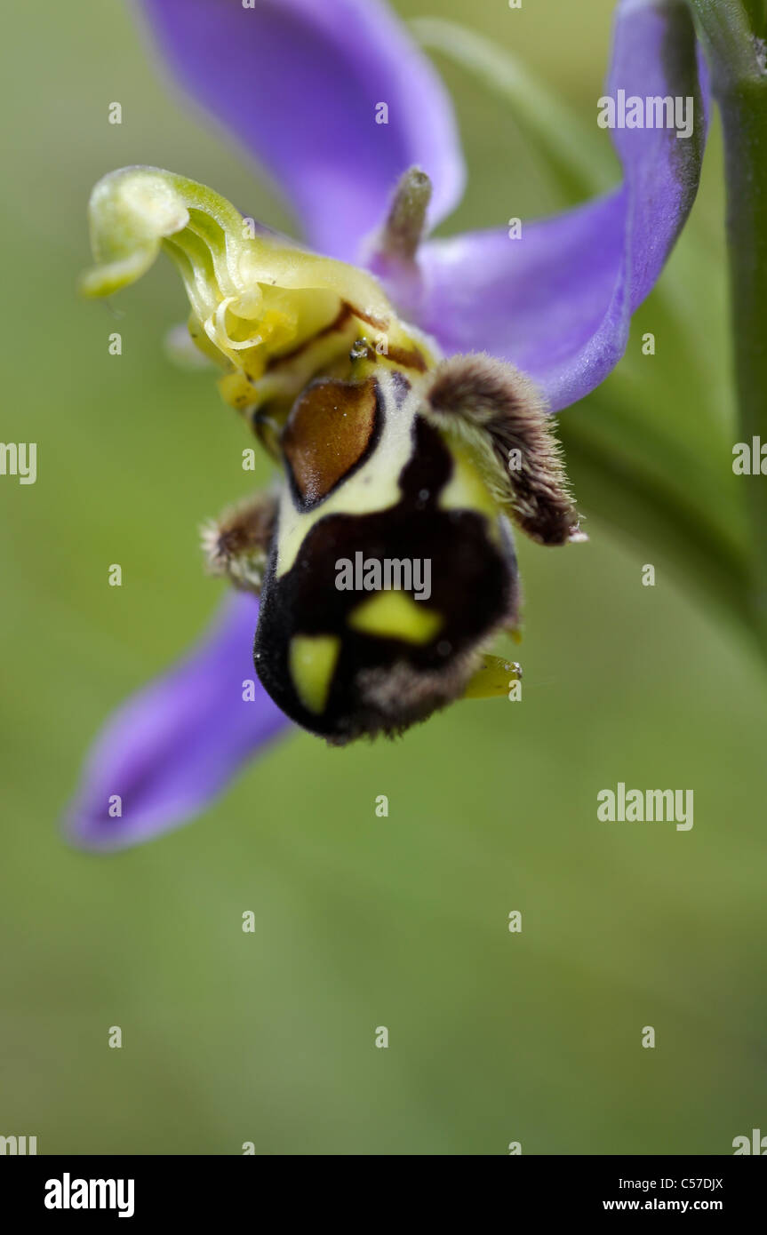 Biene-Orchidee Stockfoto